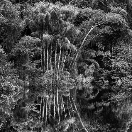 © Sebastião Salgado/Contrasto Rio Jaú. Stato di Amazonas, Brasile, 2019