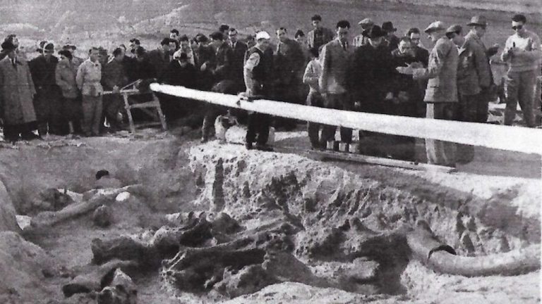 Ritrovamento del mammut L'Aquila